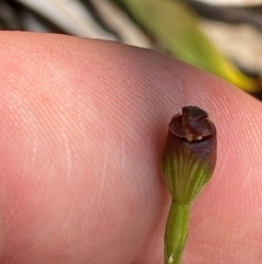 Pterostylis oresbia at Barrington Tops National Park - suppressed