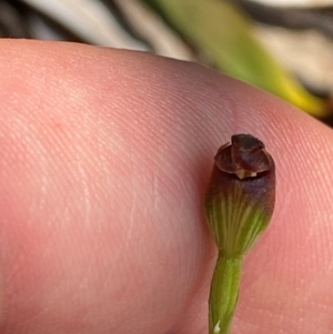 Pterostylis oresbia at Barrington Tops National Park - 18 Dec 2023