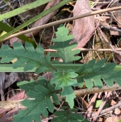 Arrhenechthites mixtus (Purple Fireweed) at Barrington Tops National Park - 18 Dec 2023 by Tapirlord