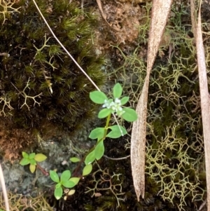 Poranthera microphylla at Barrington Tops National Park - 18 Dec 2023 12:19 PM