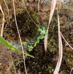Poranthera microphylla at Barrington Tops National Park - 18 Dec 2023