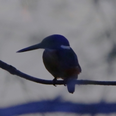 Ceyx azureus (Azure Kingfisher) at Tidbinbilla Nature Reserve - 29 Jan 2024 by RodDeb