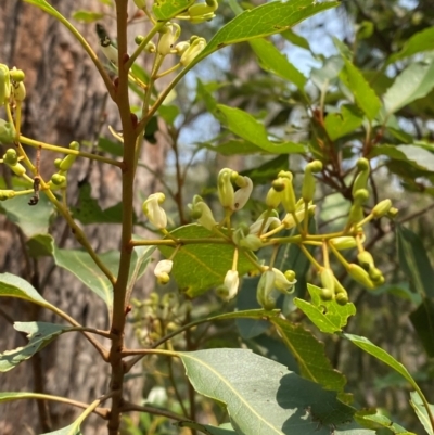 Lomatia arborescens (Tree Lomatia) at Barrington Tops National Park - 18 Dec 2023 by Tapirlord