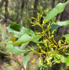 Lomatia arborescens at Barrington Tops National Park - 18 Dec 2023 12:18 PM