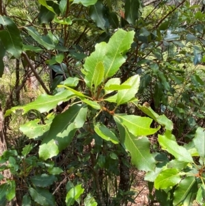 Lomatia arborescens at Barrington Tops National Park - 18 Dec 2023 12:18 PM