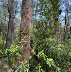 Lomatia arborescens at Barrington Tops National Park - 18 Dec 2023