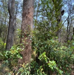 Lomatia arborescens at Barrington Tops National Park - 18 Dec 2023 12:18 PM