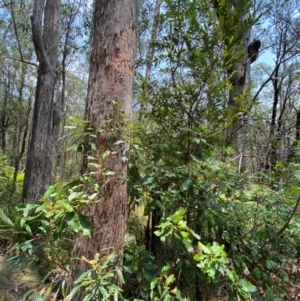 Lomatia arborescens at Barrington Tops National Park - 18 Dec 2023