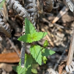 Veronica notabilis (Forest Speedwell) at Gloucester Tops, NSW - 18 Dec 2023 by Tapirlord