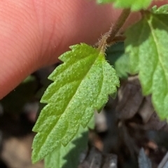 Veronica notabilis at Barrington Tops National Park - 18 Dec 2023