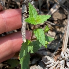 Veronica notabilis at Barrington Tops National Park - 18 Dec 2023