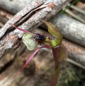 Chiloglottis sphaerula at Barrington Tops National Park - 18 Dec 2023