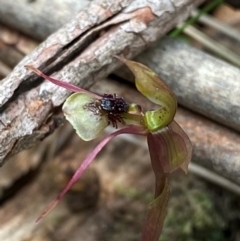 Chiloglottis sphaerula (Globular Wasp Orchid) at Gloucester Tops, NSW - 18 Dec 2023 by Tapirlord