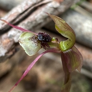 Chiloglottis sphaerula at Barrington Tops National Park - 18 Dec 2023