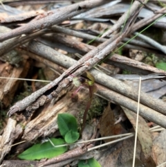 Chiloglottis sphaerula at Barrington Tops National Park - suppressed