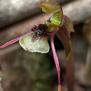 Chiloglottis sphaerula at Barrington Tops National Park - suppressed