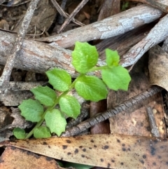 Lobelia pedunculata (Matted Pratia) at Gloucester Tops, NSW - 18 Dec 2023 by Tapirlord