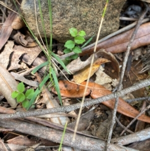 Lobelia pedunculata at Barrington Tops National Park - 18 Dec 2023