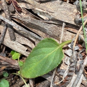 Viola betonicifolia at Barrington Tops National Park - 18 Dec 2023 12:15 PM