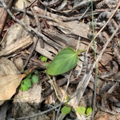 Viola betonicifolia at Barrington Tops National Park - 18 Dec 2023 12:15 PM