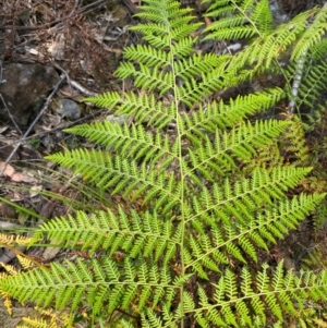 Calochlaena dubia at Barrington Tops National Park - 18 Dec 2023 12:14 PM