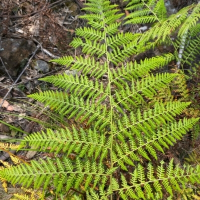 Calochlaena dubia (Rainbow Fern) at Gloucester Tops, NSW - 18 Dec 2023 by Tapirlord