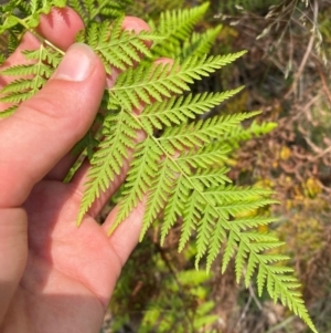 Calochlaena dubia at Barrington Tops National Park - 18 Dec 2023 12:14 PM