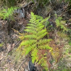 Calochlaena dubia at Barrington Tops National Park - 18 Dec 2023 12:14 PM