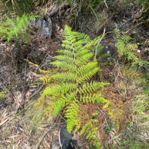 Calochlaena dubia at Barrington Tops National Park - 18 Dec 2023 12:14 PM