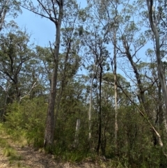 Eucalyptus fastigata at Barrington Tops National Park - 18 Dec 2023 12:14 PM