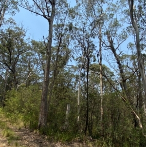 Eucalyptus fastigata at Barrington Tops National Park - 18 Dec 2023