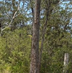 Eucalyptus fastigata at Barrington Tops National Park - 18 Dec 2023