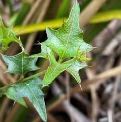 Podolobium ilicifolium (Prickly Shaggy-pea) at Gloucester Tops, NSW - 18 Dec 2023 by Tapirlord