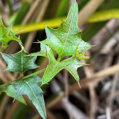 Podolobium ilicifolium (prickly shaggy-pea) at Barrington Tops National Park - 18 Dec 2023 by Tapirlord