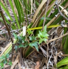 Podolobium ilicifolium at Barrington Tops National Park - 18 Dec 2023