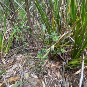 Podolobium ilicifolium at Barrington Tops National Park - 18 Dec 2023 12:13 PM