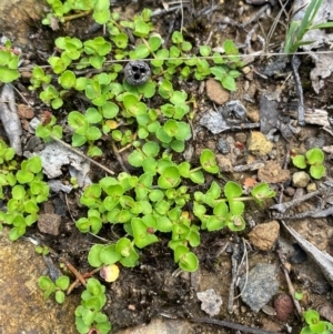 Gonocarpus micranthus at Barrington Tops National Park - 18 Dec 2023 12:12 PM