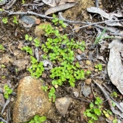 Gonocarpus micranthus at Barrington Tops National Park - 18 Dec 2023