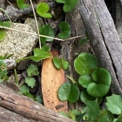 Dichondra repens (Kidney Weed) at Gloucester Tops, NSW - 18 Dec 2023 by Tapirlord