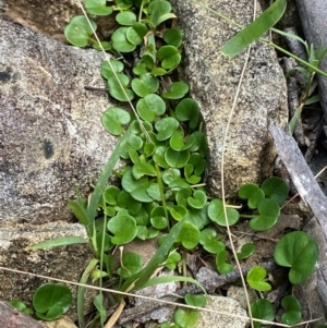 Dichondra repens at Barrington Tops National Park - 18 Dec 2023 12:12 PM
