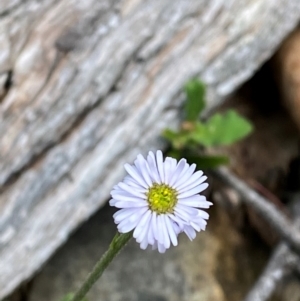 Lagenophora stipitata at Barrington Tops National Park - 18 Dec 2023