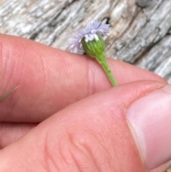 Lagenophora stipitata at Barrington Tops National Park - 18 Dec 2023