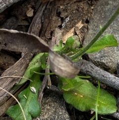 Lagenophora stipitata at Barrington Tops National Park - 18 Dec 2023