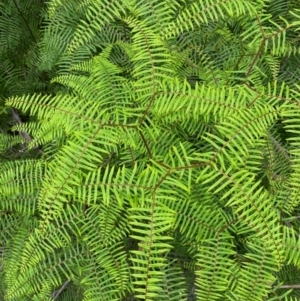 Gleichenia dicarpa at Barrington Tops National Park - suppressed