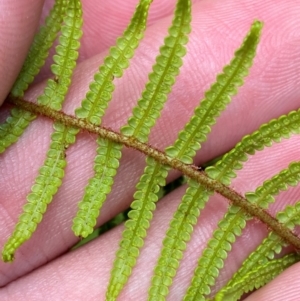 Gleichenia dicarpa at Barrington Tops National Park - suppressed