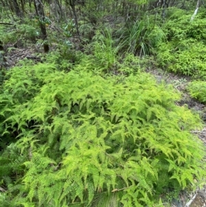 Gleichenia dicarpa at Barrington Tops National Park - suppressed