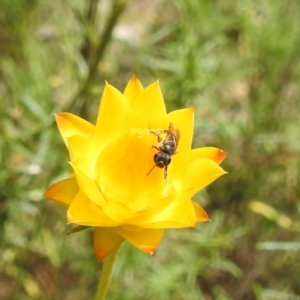 Lasioglossum sp. (genus) at McQuoids Hill NR (MCQ) - 30 Jan 2024