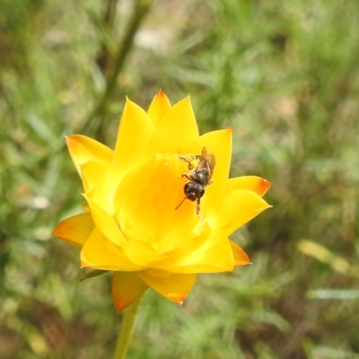Lasioglossum sp. (genus) (Furrow Bee) at McQuoids Hill - 30 Jan 2024 by HelenCross