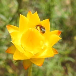 Lasioglossum sp. (genus) at McQuoids Hill NR (MCQ) - 30 Jan 2024