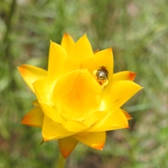 Lasioglossum sp. (genus) at Undefined Area - 30 Jan 2024 11:51 AM